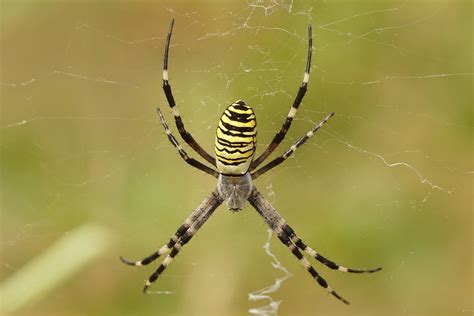 are orb spiders poisonous